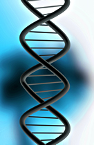 dna ladder